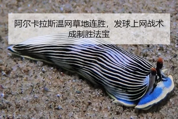 阿尔卡拉斯温网草地连胜，发球上网战术成制胜法宝